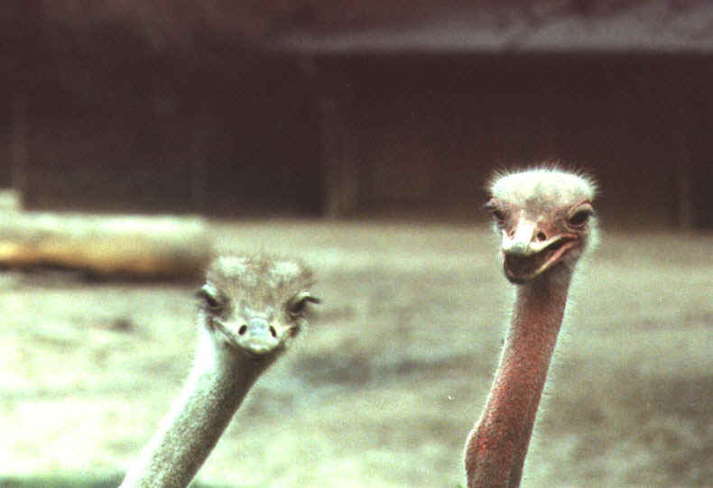 O, doch nicht - hier ein Blick aus dem Zoo